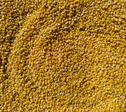 Pigeon Pea (Toor/Arhar Dal)