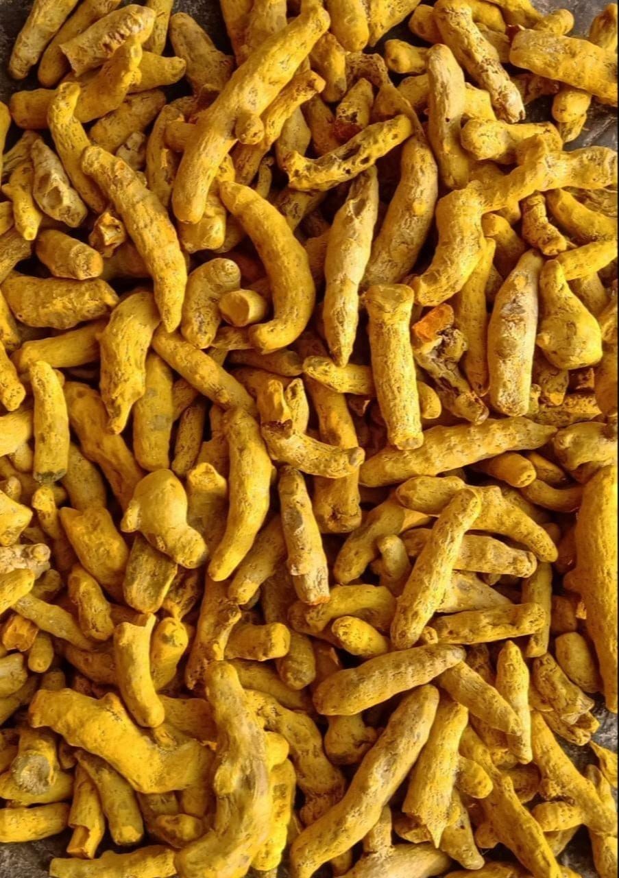Lakadong Turmeric Fingers