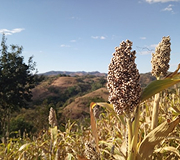 Sorghum (Jowar)