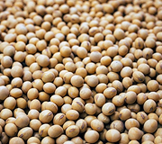 Soybeans (Non-GMO, Organic, Conventional)