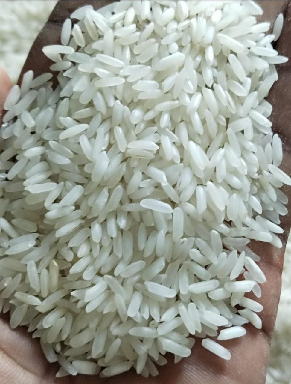 Rice 29