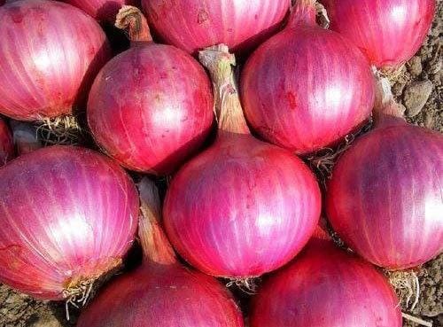Onion 1