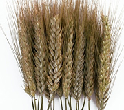 Wheat (Sharbati, Lokwan, Durum, Milling grade)