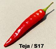 Teja / S17